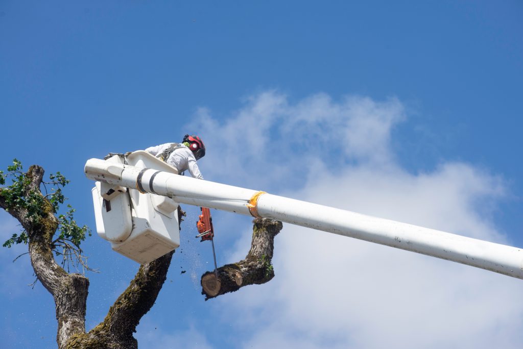 Person in a bucket lift cutting a tree branch with a chainsaw against a blue sky backdrop.