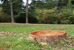arborist in accokeek