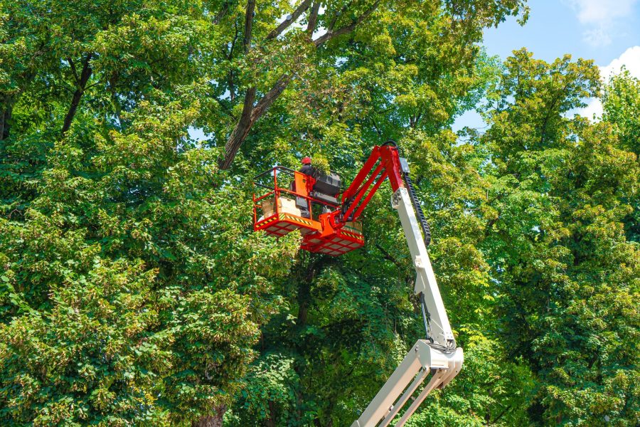 Commercial Tree Service Pasadena - Nationwide Tree Service