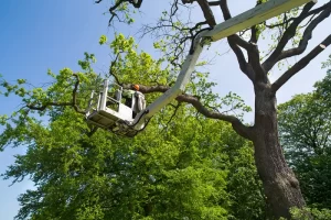A person in a cherry picker trims branches of a tall tree against a backdrop of clear blue sky and lush green foliage, efficiently contributing to the lot clearing process.