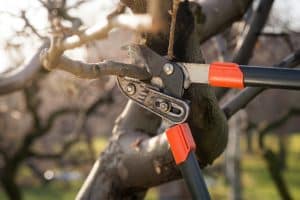 detail of professional pruning shears during winter pruning