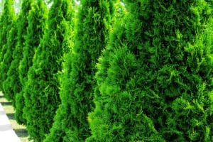evergreens