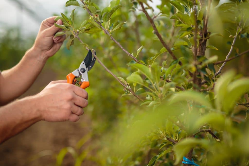 Close-up of hands using pruning shears to trim a branch on a leafy plant in a garden or orchard.