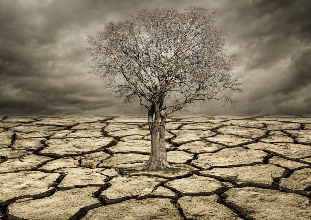 A solitary, leafless tree stands in the center of a cracked, dry landscape under a cloudy, ominous sky.