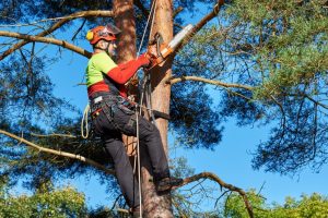 A tree surgeon wearing protective gear uses a chainsaw to trim branches while secured to a tree with harnesses.