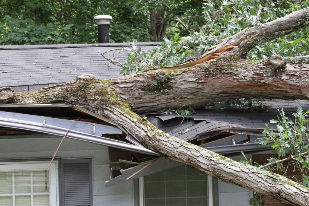A large tree has fallen onto the roof of a house, causing significant damage to the structure.