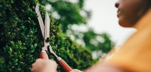Tree Trimming