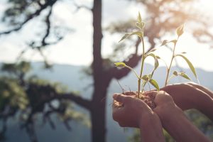 Tree Preservation