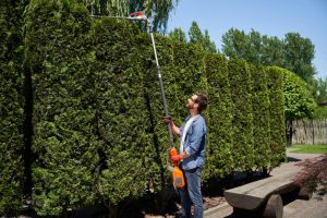Tree Landscaping