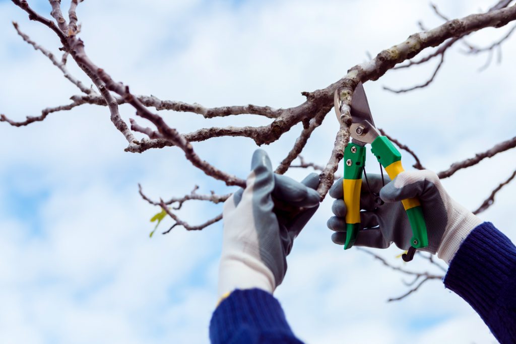Person wearing gloves uses pruning shears to perform seasonal pruning on a tree branch, with a blue sky background.
