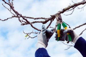 Person wearing gloves uses pruning shears to perform seasonal pruning on a tree branch, with a blue sky background.