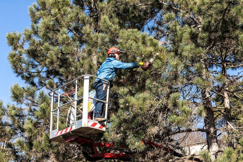 Tree Service Company