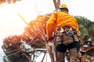 arborist