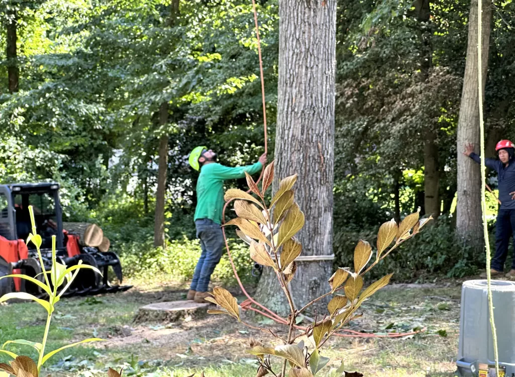 Two people in protective gear cutting down a large tree in a forested area, with a small tractor nearby.