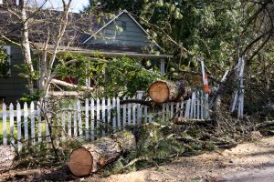 emergency tree removal