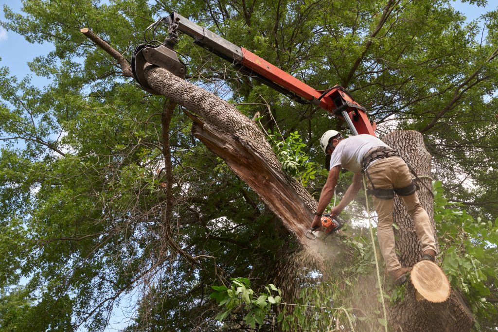 A worker uses a chainsaw to cut a large tree branch, with a crane supporting the limb.