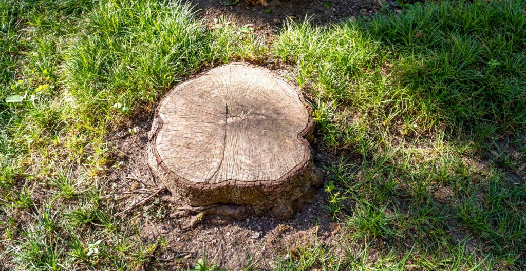 Tree stump surrounded by green grass in sunlight, showing growth rings and rough bark.