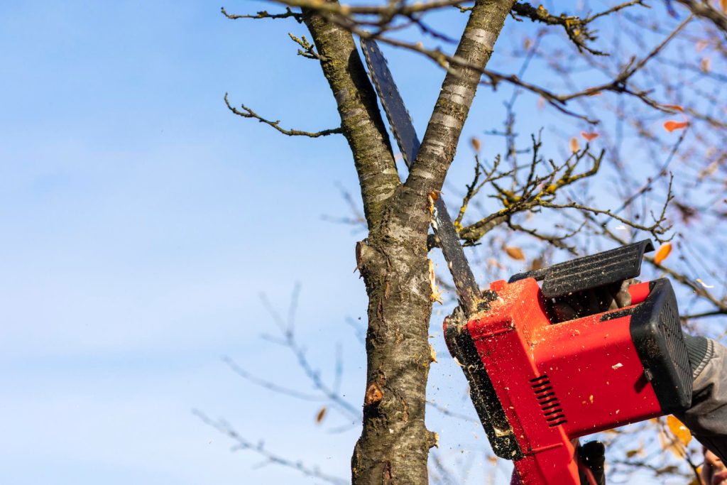 A person using a red chainsaw to cut a tree branch, with blue sky and scattered leaves in the background.